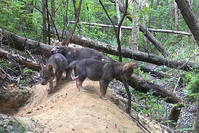 Małe wilki wyszły z nory i poznają las pod Częstochową