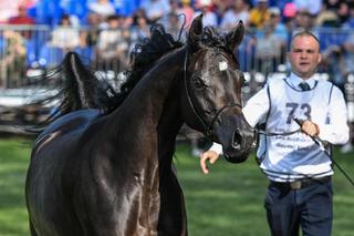 Prawie 640 tys. euro za konie na aukcji Pride of Poland