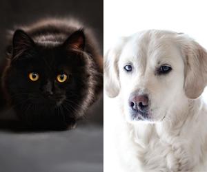 Czarny kot czy Golden Retrievera? Charakter którego zwierzęcia jest ci bliższy?