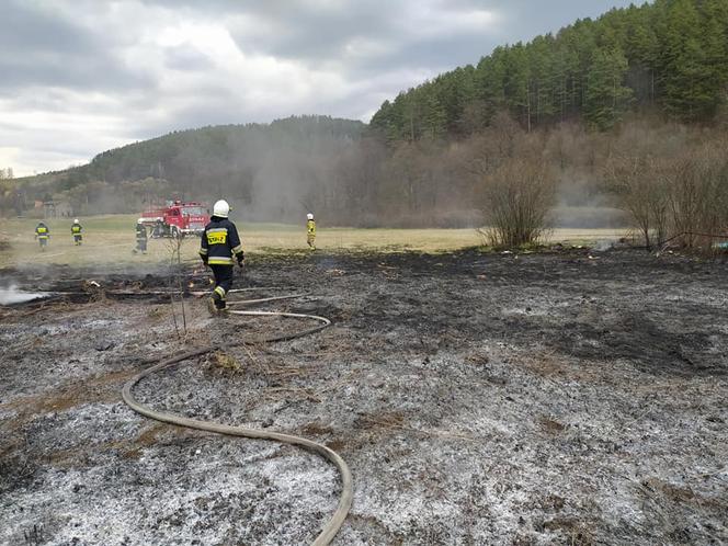 Maszkowice. MAKABRYCZNE skutki wypalania traw. Zwierzak zginął w strasznych męczarniach