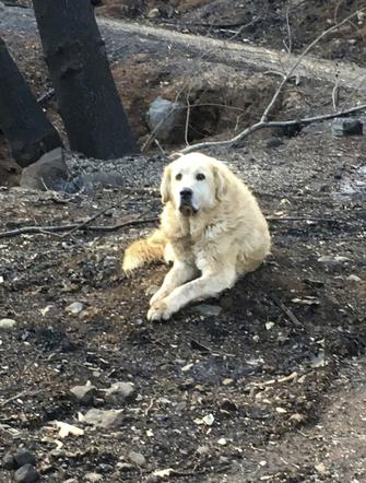 Pies miesiąc czuwał przy spalonym domu