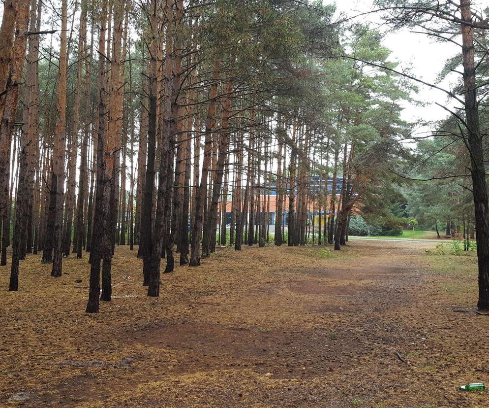 ​Wytną część drzew w lasku na Rejtana w Lesznie. Ile i z jakiego powodu?