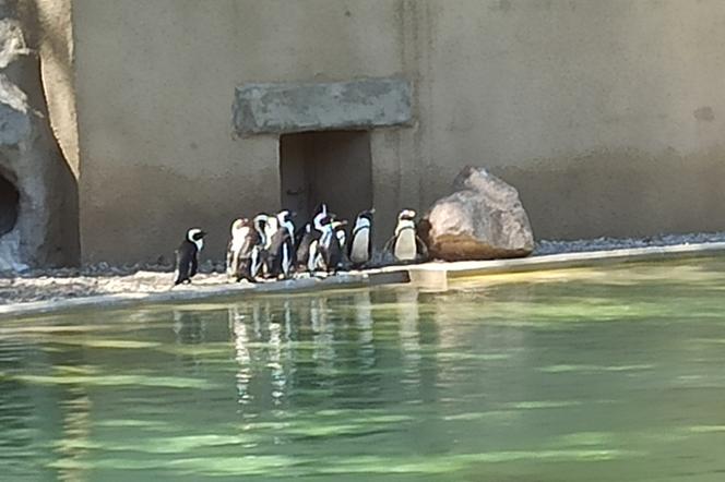 Łódzkie zoo  doczekało się młodych pingwinów!