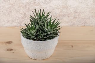 Haworsja – minimalistyczna piękność