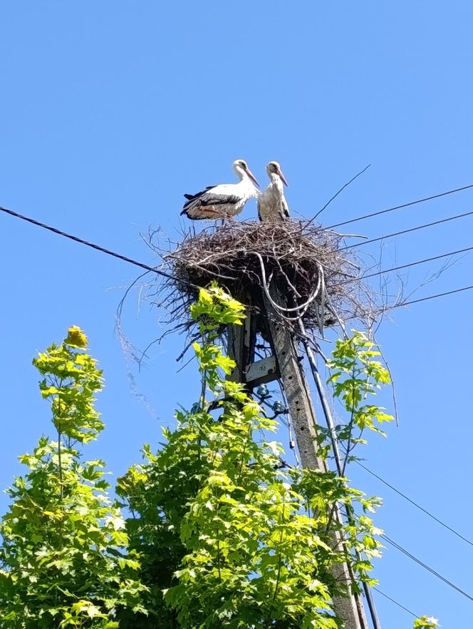 Ratował boćka na słupie, spadł z drabiny