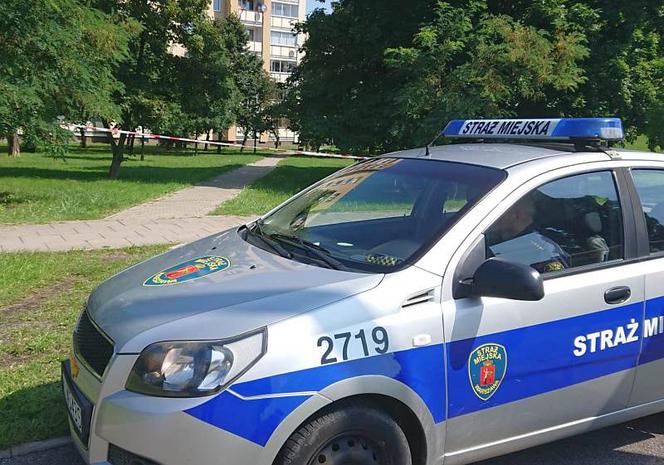 Groza na Ostrobramskiej. Na chodniku leżał ogromny rój pszczół