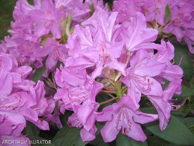 Nawozy do rododendronów