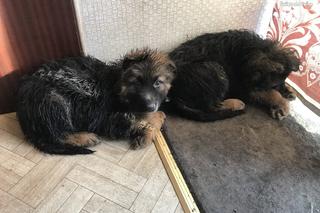 Brudne, głodne i schorowane zwierzęta były żyły w koszmarnych warunkach. 54-latek odpowie za znęcanie się nad nimi