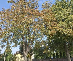 Kasztanowce w Starachowicach