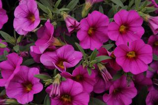 Calibrachoa Superbells® Unique – nowa seria roślin na balkon o intensywnych kolorach kwiatów [ZDJĘCIA]