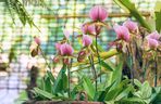 Paphiopedilum