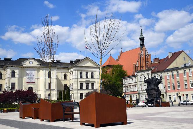 Nowa zieleń na Starym Rynku w Bydgoszczy