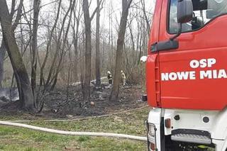 Seria pożarów w lasach pod Płońskiem! Straż pożarna: To były podpalenia! [ZDJĘCIA]