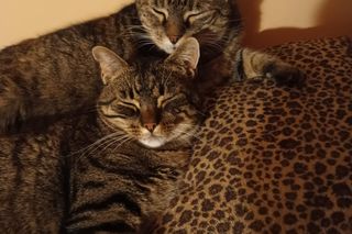 Libusza i Pomponiusz p. Agnieszki 