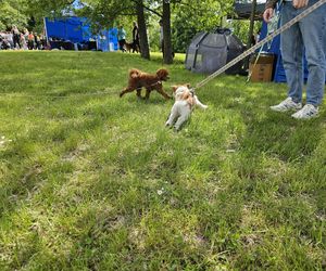 Festiwal Przyjaciół Zwierząt w Olsztynie. Park Centralny opanowały radosne pieski