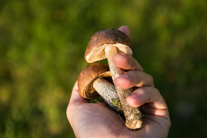 Uwaga na WYSOKIE MANDATY za zbieranie grzybów! Za co możesz zapłacić karę?