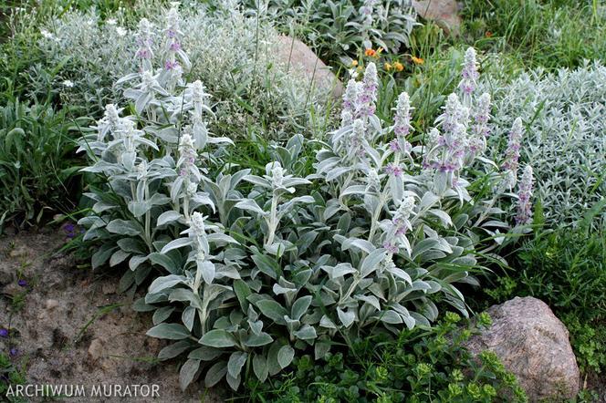 Czyściec wełnisty - Stachys byzantina = Stachys lanata = Stachys olympica