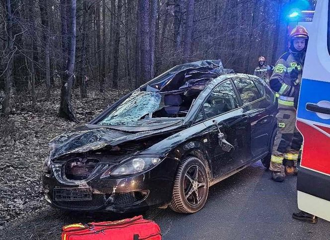 Auto zderzyło się z łosiem