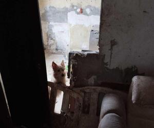 Makabryczne odkrycie w Świętochłowicach. 25-latek porzucił cztery psy w mieszkaniu. Wychudzone konały w odchodach i bez wody