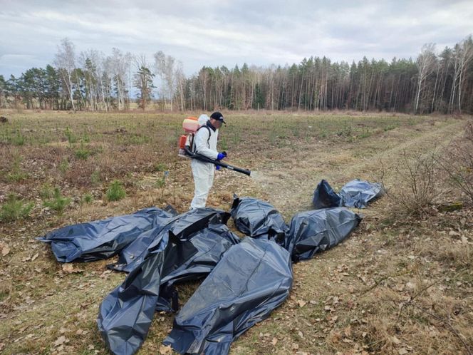 Setki martwych kur wyrzucone do lasu pod Nidzicą. Leśnicy w szoku!