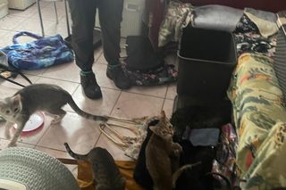 30 kotów w mieszkaniu bez jedzenia i picia