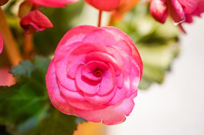 Begonia bulwiasta