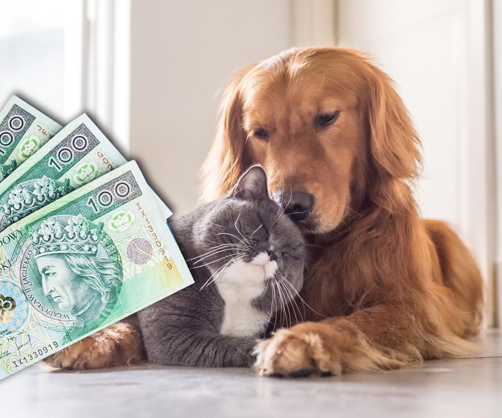 Słodki golden retriever i puszysty szary kot przytulający się do siebie, symbolizujący bliskie więzi z pupilami oraz pieniądze (banknoty 100 zł) leżące obok. Grafika ilustruje rosnące koszty utrzymania zwierząt domowych, o czym przeczytasz na Super Biznes.