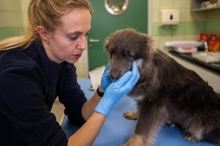Suczka Megan z Ukrainy  walczy o życie w Polsce [GALERIA]