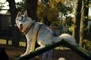 Husky opanowały Psi Park! [GALERIA]