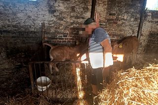 Mućka zmasakrowała mu twarz broniąc cielaka