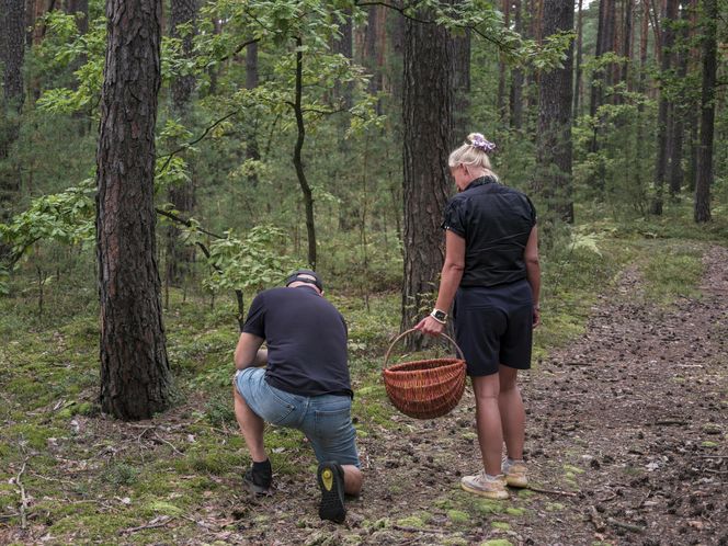 Gdzie na grzyby 2025? Oto najlepsze miejsca w Polsce!