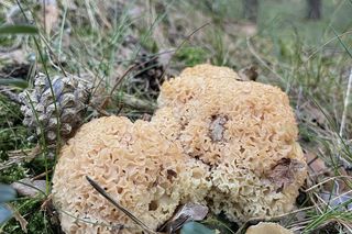 Sezon grzybowy na Dolnym Śląsku rozpoczęty. Gdzie znaleźć kanie, borowiki i koźlarze?