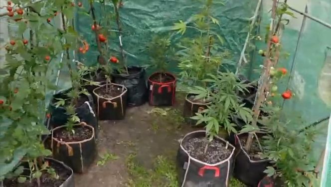 Działkowiec z Piaseczna obok pomidorów sadził marihuanę. Plantacja w rękach policji