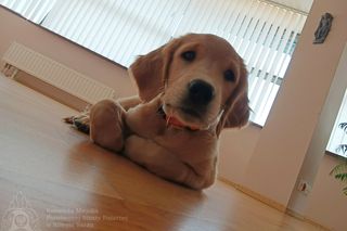 Wygląda jak maskotka, a będzie bohaterem. Strażacy mają nowego psa ratowniczego