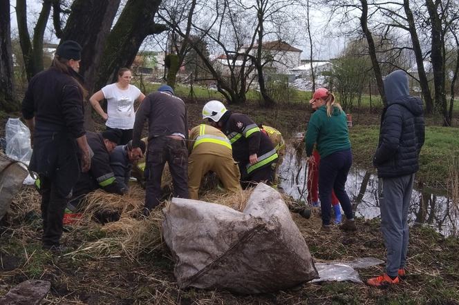 W Krakowie koń wpadł… do stawu! Trwała akcja ratunkowa