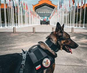 Polscy policjanci jadą pilnować porządku we Francji! Mowa jest o milionach ludzi