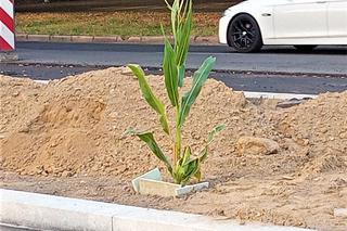 W centrum Szczecina wyrosła dorodna... kukurydza!