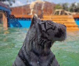 Zoo Borysew może się pochwalić jedynym takim obiektem w Europie. To basen dla białych tygrysów [ZDJĘCIA]. 