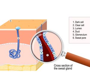 Gruczoły potowe - rodzaje, budowa, funkcje i choroby