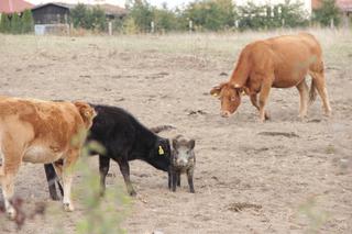 KROWY PRZYGARNĘŁY DZIKA.