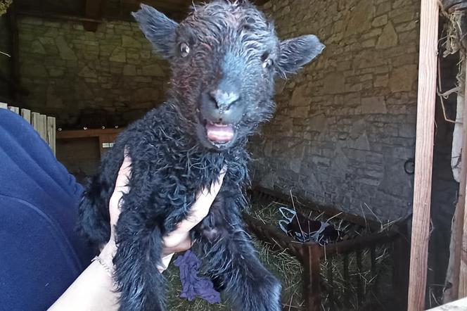 Radosny dzień w Muzeum Wsi Radomskiej! Na świat przyszły trojaczki! [ZDJĘCIA]