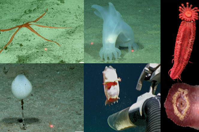 Na dnie Pacyfiku odkryto ponad 30 nowych gatunków zwierząt. Są dość dziwaczne