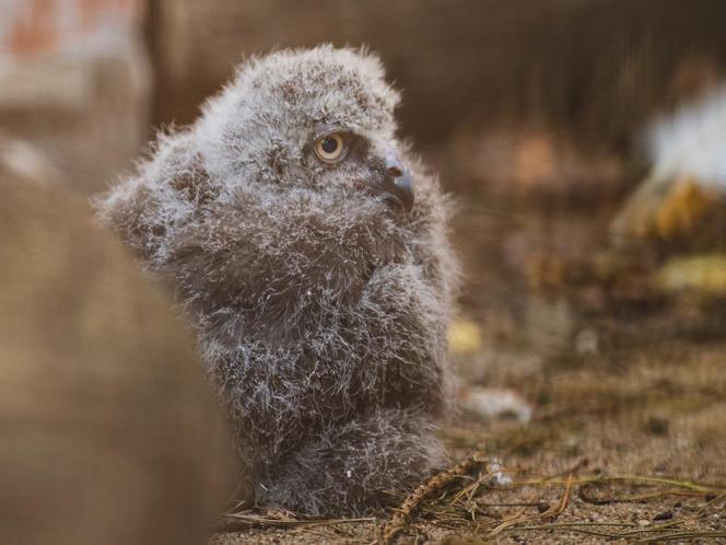 We Wrocławskim zoo wykluły się śnieżnobiałe puchacze. Są rozkoszne!