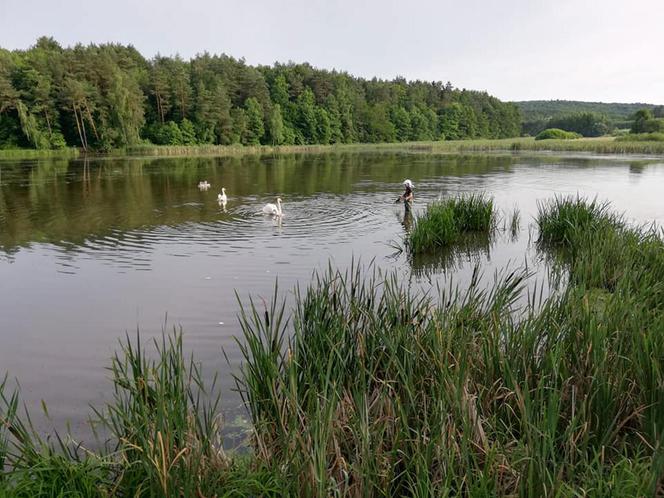Strażacy ochotnicy uratowali brzydkie kaczątko