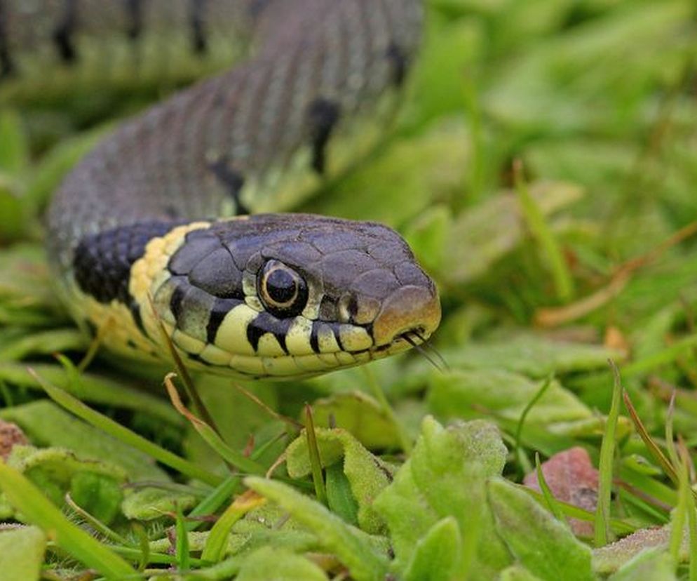 Czy zaskroniec jest jadowity?