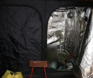 Wielka akcja policji w Podlaskiem. Zlikwidowali plantację konopi. 29-latek na wiele lat może trafić do więzienia