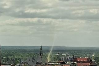 Diabełek pyłowy w Szczecinie