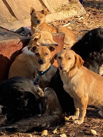 Głodujące zwierzęta z Chersonia pilnie potrzebują ratunku. Ponad 700 psów i kotów nie przetrwa tej wojny bez naszej pomocy 2