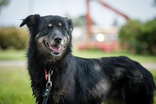 Zula czeka na nowy dom. Adoptuj psa ze schroniska w Białymstoku