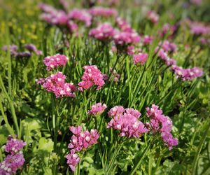 Jakie zatrwiany wybrać do ogrodu? Uprawa i ciekawostki!